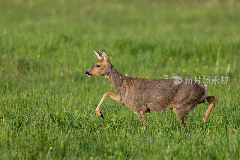 美丽的母鹿(Capreolus Capreolus)